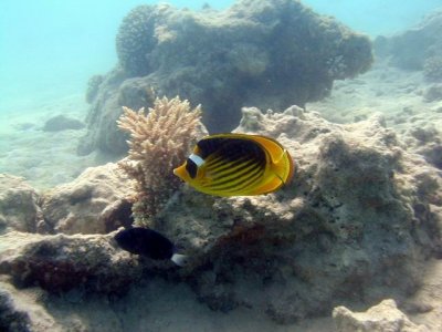 red sea racoon butterflyfish