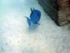 blue triggerfish