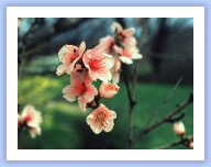 apple_blossoms