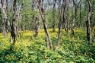 spring flowers