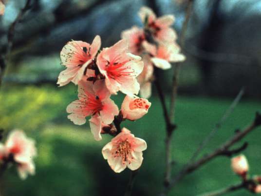apple_blossoms