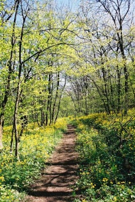 Our beautiful road