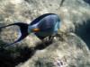 surgeonfish