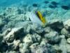 lined butterflyfish